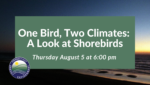 One Bird, Two Climates - A Look at Shorebirds: Presented by DEEP
